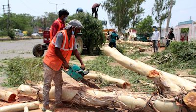 Delhi govt must take blame for nod to fell 422 trees: SC