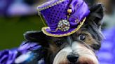 Westminster Dog Show