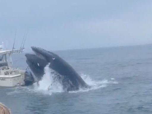 Terrifying moment a breaching whale capsizes boat – sending two people overboard