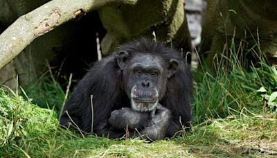 Dublin Zoo 'say goodbye' to resident after chimp Betty euthanised