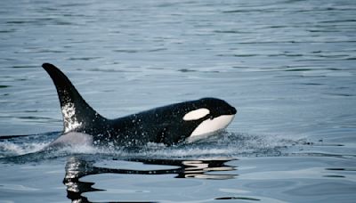 Scientists Think They've Determined Why Orcas Keep Attacking Boats