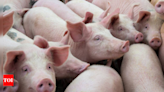 African Swine Fever cases reported in Kerala: Can it spread to humans? - Times of India