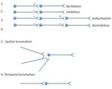 Summation (neurophysiology)