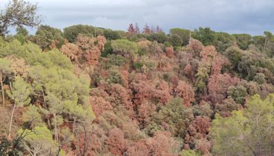 La sequía daña 66.500 hectáreas de bosque, seis veces la ciudad de Barcelona