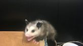 Grubby, the Invasive Opossum That Hitched a Ride to Alaska, Had Babies