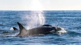 Orcas Sink Their First Ship of the Year Off The Coast of Morocco