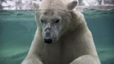 Calgary zoo polar bear drowned after rough play with enclosure mate, necropsy reveals