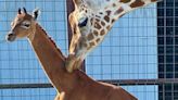 Spotless Baby Giraffe at Tennessee Zoo Named 'Kipekee' After Nationwide Vote