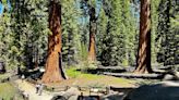 General Sherman passes health check but world's largest trees face growing climate threats