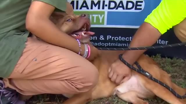 ...Adoption is the way: Families find furry companions at MDAS’ May the 4th event at Amelia Earhart Park - WSVN 7News | Miami News, Weather, Sports...