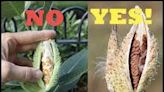 The butterfly effect: Help save the monarchs, and the planet, by collecting milkweed pods