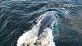 Department of Fisheries untangles gear from humpback whale off B.C.'s coast