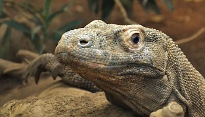 Komodo dragons have iron-coated teeth to help rip and tear prey, say scientists