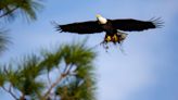 Hurricane Ian wipes out famous North Fort Myers bald eagle nest, birds rebuilding