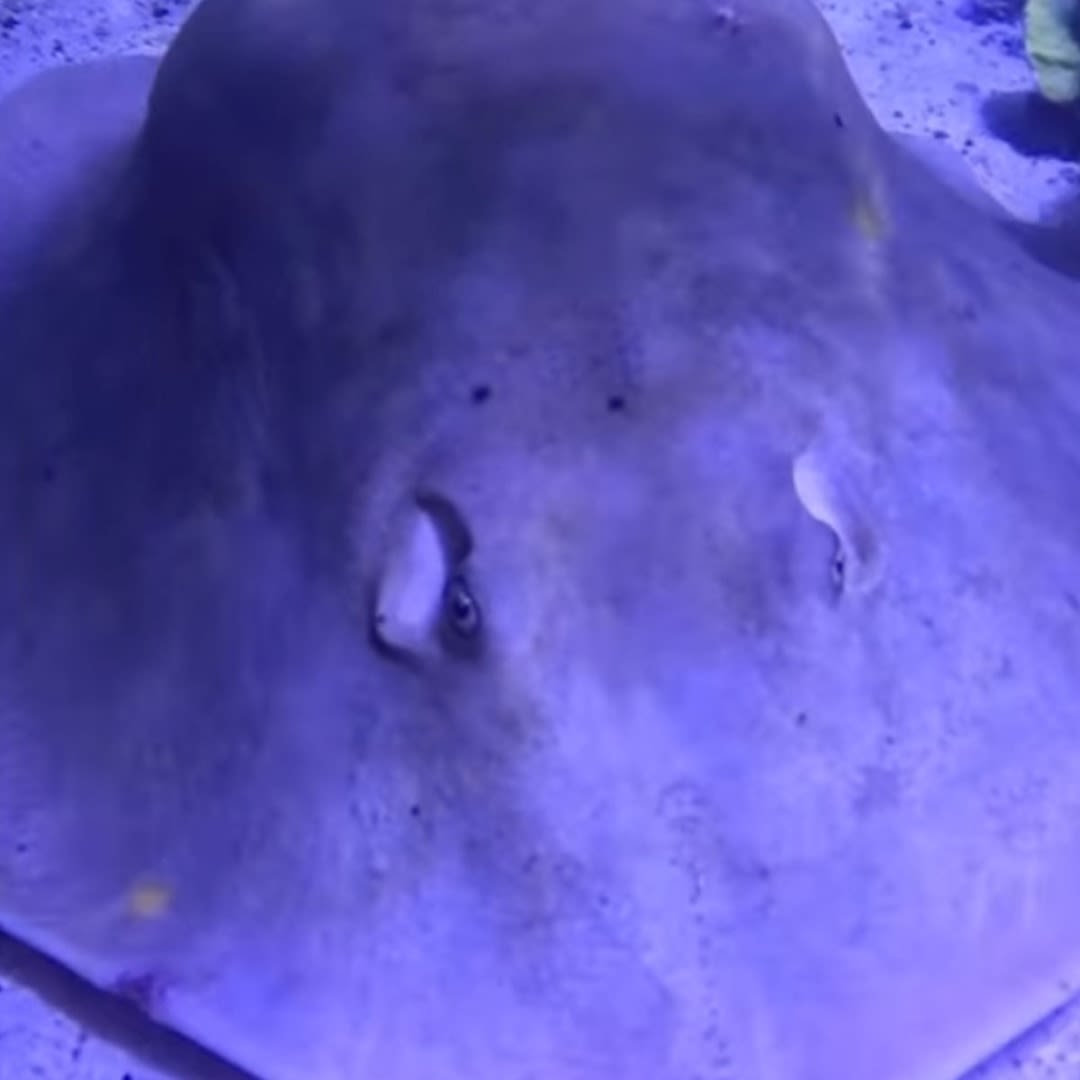 Charlotte the Stingray Is Not Pregnant, Aquarium Owner Confirms While Sharing Diagnosis - E! Online