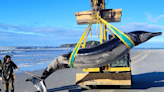 'World's rarest whale' washes up on NZ beach