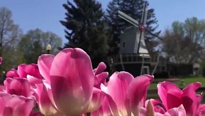 Tulip Time: Schedule, tickets, weather and more to know if you're heading to Pella