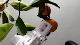 AI 讓機器人除了聊天還能採水果！ 專訪大葉大學電機工程學系黃登淵教授
