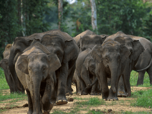 Bornean elephants endangered due to human activity, wildlife experts say