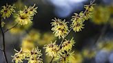 Witch Hazel Is the OG Skincare Ingredient You Need for Treating Acne