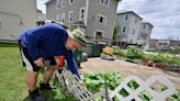 Urban gardens: A 'disrupter' in Worcester that fights climate change