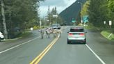 You have to see this! Four zebras on the loose in Washington state hold up traffic as they wander around - East Idaho News
