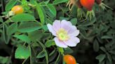 Wild Rose will bloom through July, snakes are coming out