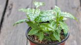 How to Grow and Care for Coffee Plants—a Glossy Houseplant That Can Live for Decades