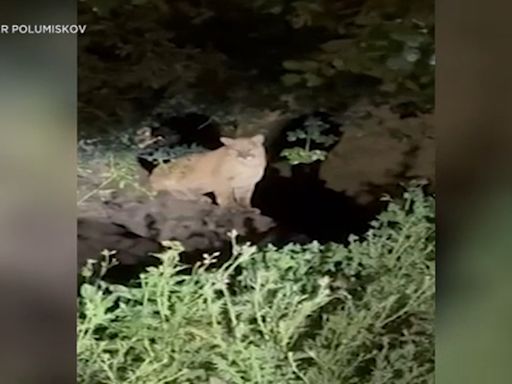 New mountain lion caught on video in Griffith Park sparks excitement