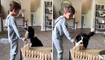 Little boy attempting to teach his dog to knock over dominoes melts hearts