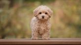 Famous Maltipoo Has Perfect Day Out With Mom While Visiting NYC's 'Museum of the Dog'