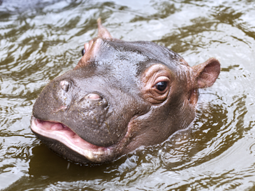 Baby Hippo Adorably Refuses to Get out of the Pool at Wildlife Park