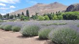 Paisaje de ensueño. Dónde queda la villa rural que se consolida como destino turístico por el cultivo de una planta aromática