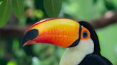 Toucan time: Naples Zoo opening 2 South American habitats