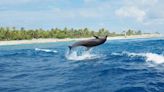 Indignación total: en EE. UU. matan a balazos a delfín