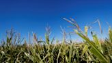 Argentina farmlands face cold snap that could slow leafhopper plague