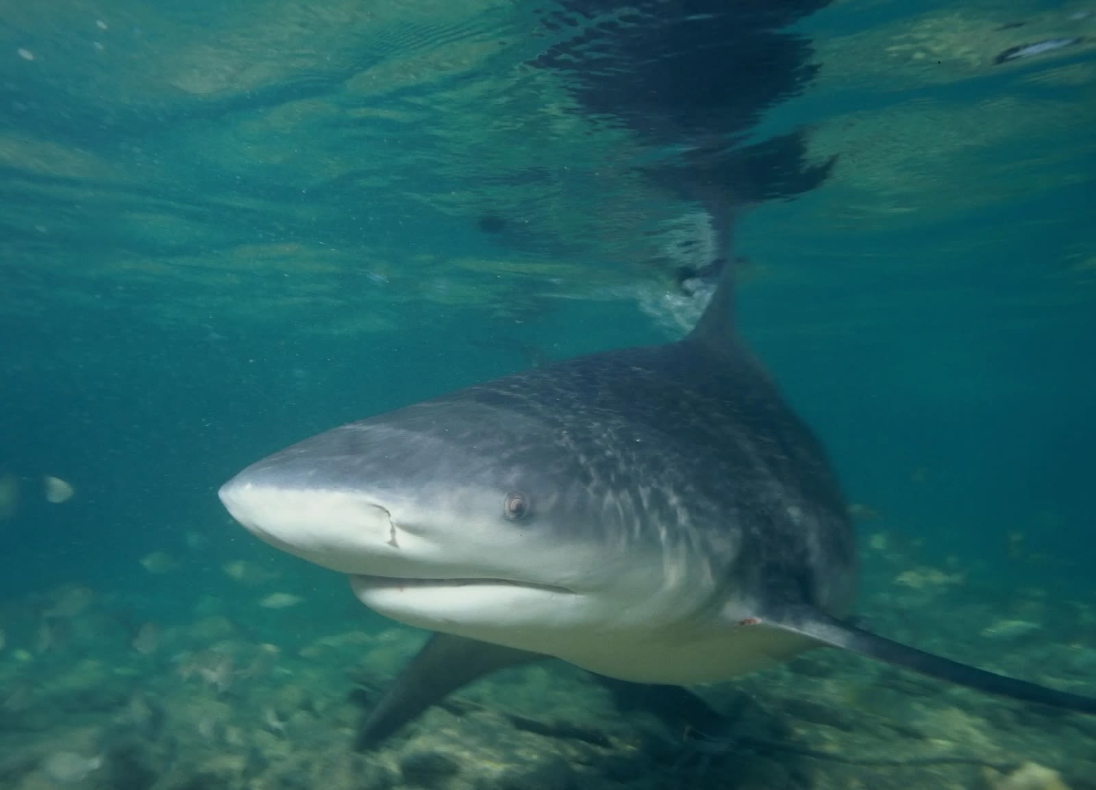 This guy decided to grab a shark's tail in Galveston last weekend