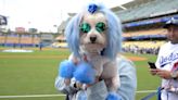 Dogs Invade Dodger Stadium in Something You Have to See to Believe