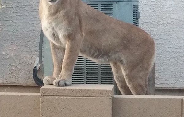 Mountain lion captured at medical center in Tucson