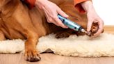 Minimizing Pet Allergies: Expert tips on grooming