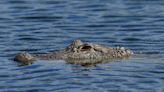 No alimenten al caimán en Coppell, autoridades alertan sobre riesgos y multas