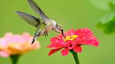 The 10 best flowers for hummingbirds - beautiful blooms to tempt these enchanting birds to your backyard