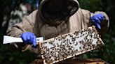 Bitter taste: U.K. beekeepers and scientists struggle to put a lid on honey fraud