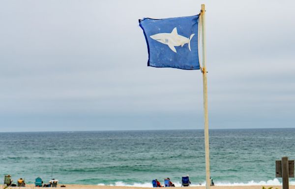 Great white sharks spotted off multiple Cape Cod beaches ahead of 4th of July weekend