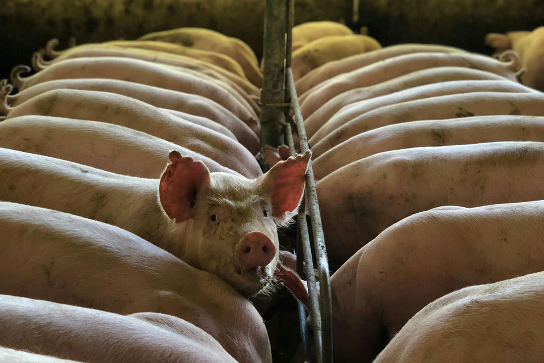 Farmers call for tight biosecurity as trials for ASF vaccine continue - BusinessWorld Online