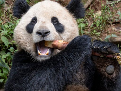 Two pandas are preparing to head to San Diego Zoo from China