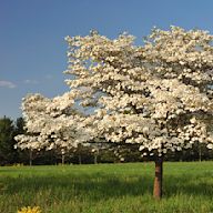 One of the most popular types of dogwood trees, known for its showy pink or white flowers in the spring. Grows up to 30 feet tall and wide. Prefers partial shade and well-drained soil. Attracts birds and butterflies.