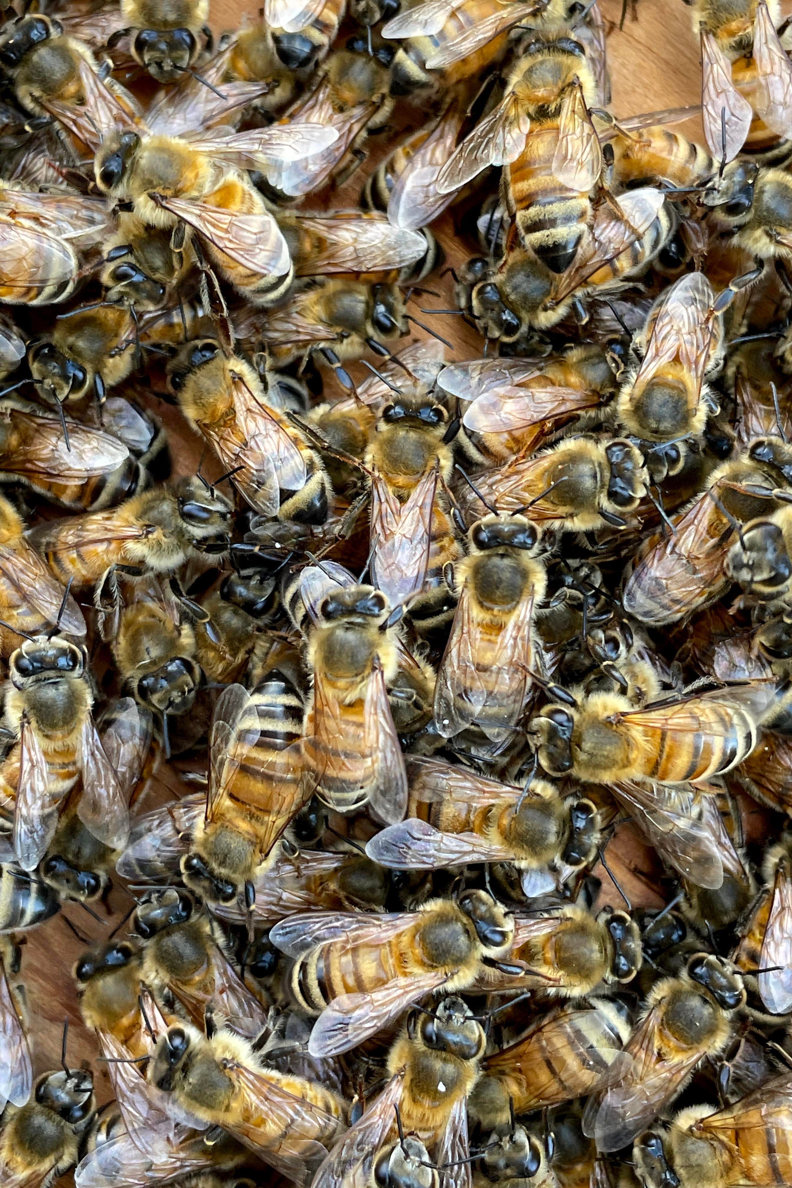 Bee swarm attacks California family hospitalizing 3 and killing 'spunky' family dog