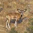 Mouflon