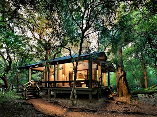 Phinda Forest Lodge: close encounters of the furry kind in South Africa's unique sand forest